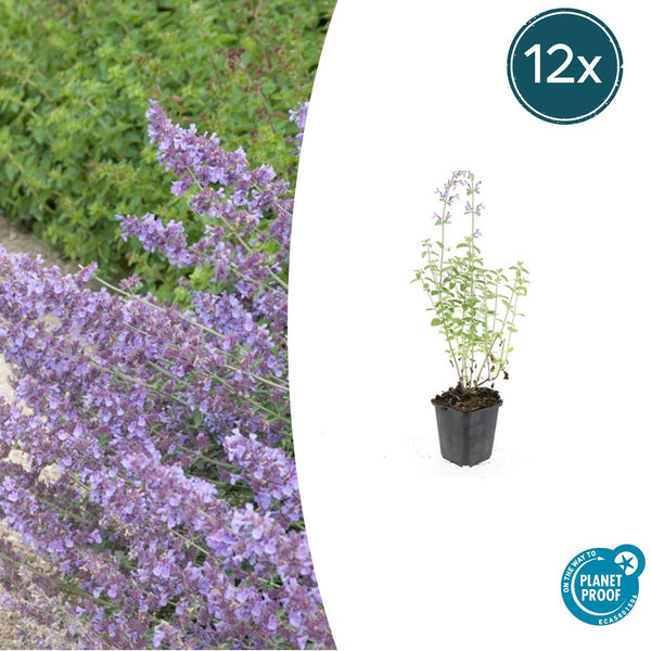 Nepeta 'Walker's Low' - 20cm
