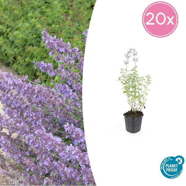 Nepeta 'Walker's Low' - 20cm