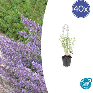 Nepeta 'Walker's Low' - 20cm