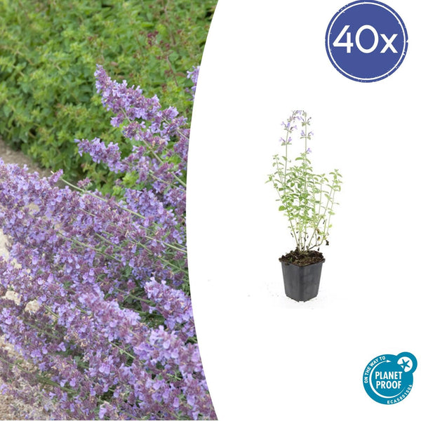 Nepeta 'Walker's Low' - 20cm
