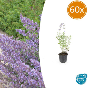 Nepeta 'Walker's Low' - 20cm