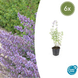 Product afbeelding 12