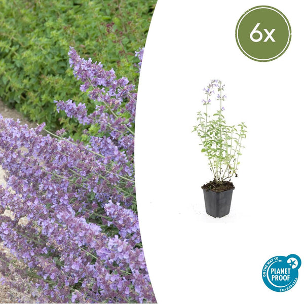 Nepeta 'Walker's Low' - 20cm