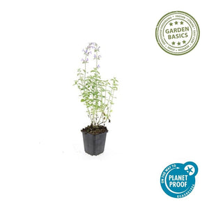 Nepeta 'Walker's Low' - 20cm