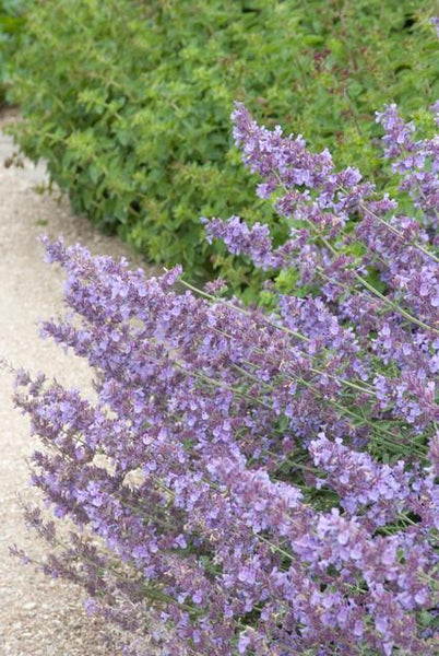 Nepeta 'Walker's Low' - 20cm
