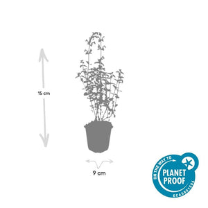 Nepeta 'Walker's Low' - 20cm