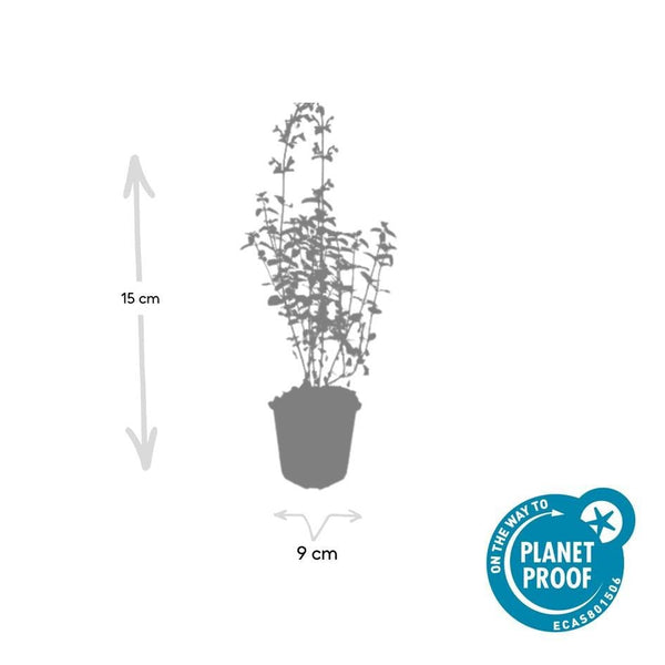 Nepeta 'Walker's Low' - 20cm