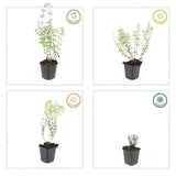 Product afbeelding 5