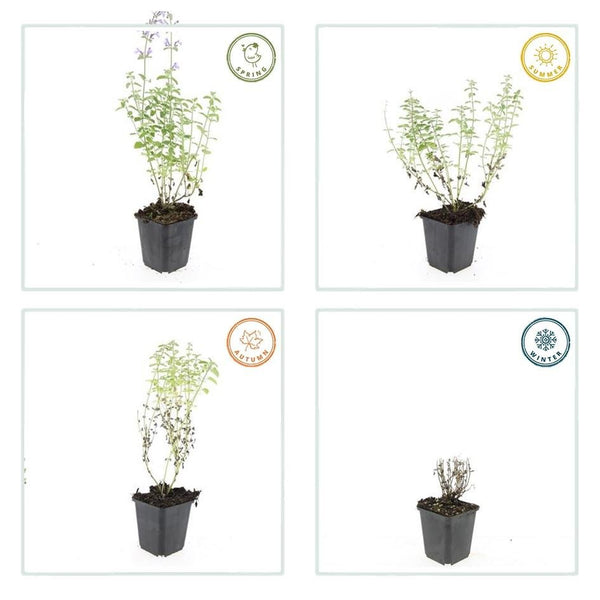 Nepeta 'Walker's Low' - 20cm