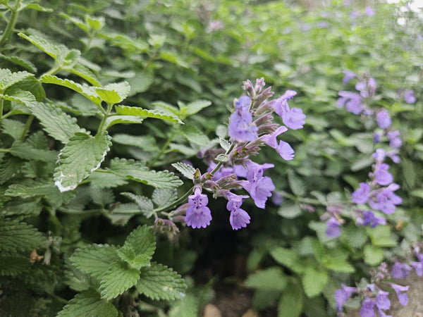 Nepeta 'Walker's Low' - 20cm