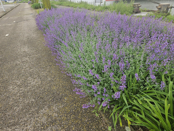 Nepeta 'Walker's Low' - 20cm