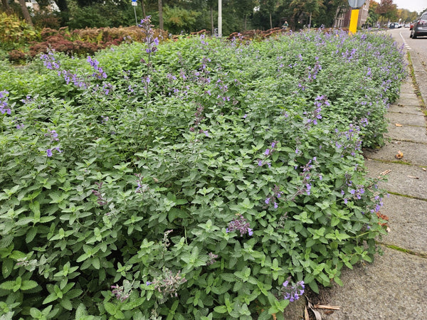 Nepeta 'Walker's Low' - 20cm