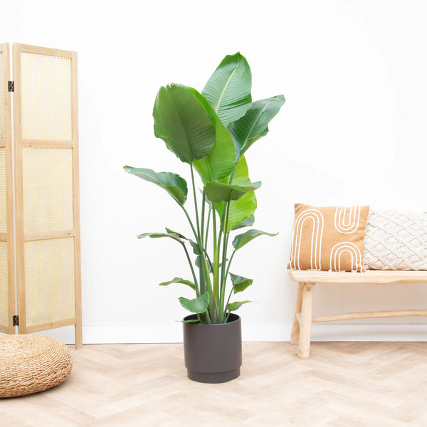 Combi deal - Strelitzia Nicolai including Sense pot - 180 cm