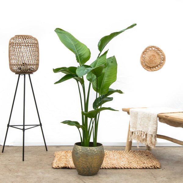 Strelitzia Nicolai - 130cm kopen bij Green Bubble