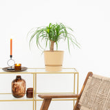 Product afbeelding 2