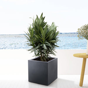 Combi deal - Nerium Oleander bush including Grigio Cube 20x20 - 100cm