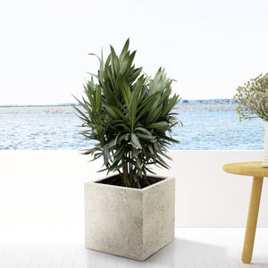 Combi deal - Nerium Oleander bush including Grigio Cube 20x20 - 100cm