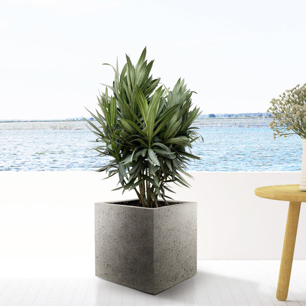 Combi deal - Nerium Oleander bush including Grigio Cube 20x20 - 100cm