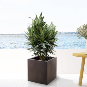 Combi deal - Nerium Oleander bush including Grigio Cube 20x20 - 100cm