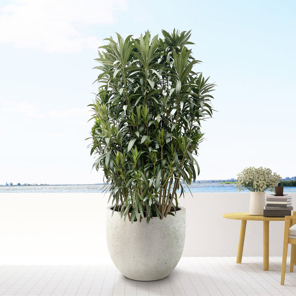 Nerium Oleander bush - 210cm