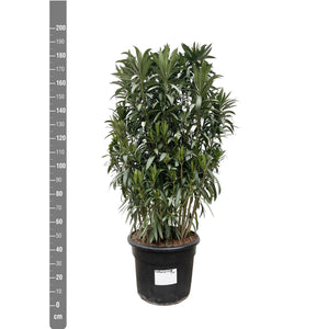 Nerium Oleander bush - 210cm