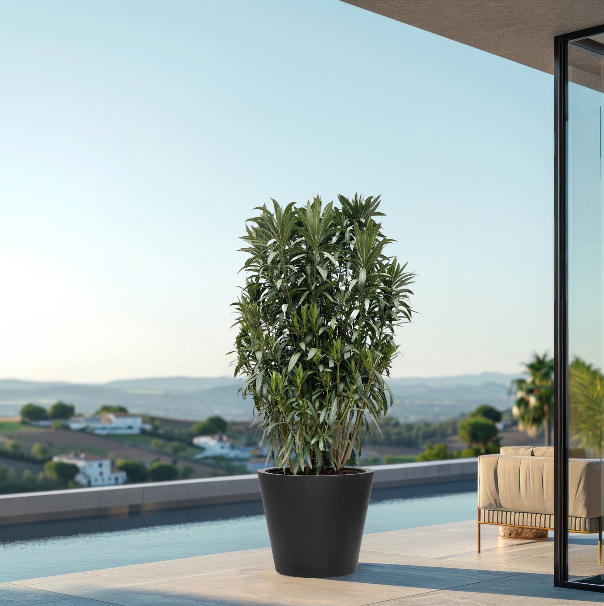 Nerium Oleander | Online kaufen