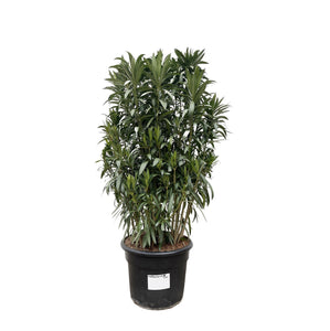 Nerium Oleander bush - 210cm