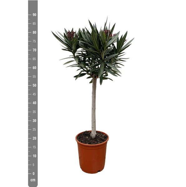 Nerium Oleander on stem - 100cm