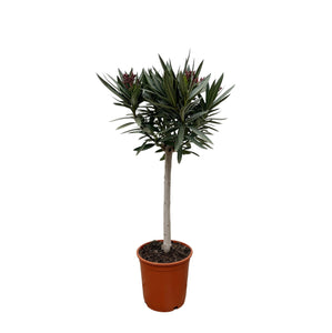 Nerium Oleander on stem - 100cm