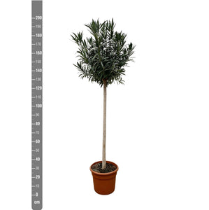 Nerium Oleander on stem - 225cm / stem circumference 15-20cm