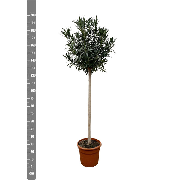 Nerium Oleander on stem - 225cm / stem circumference 15-20cm