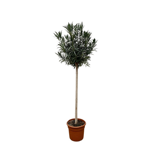 Nerium Oleander on stem - 225cm / stem circumference 15-20cm