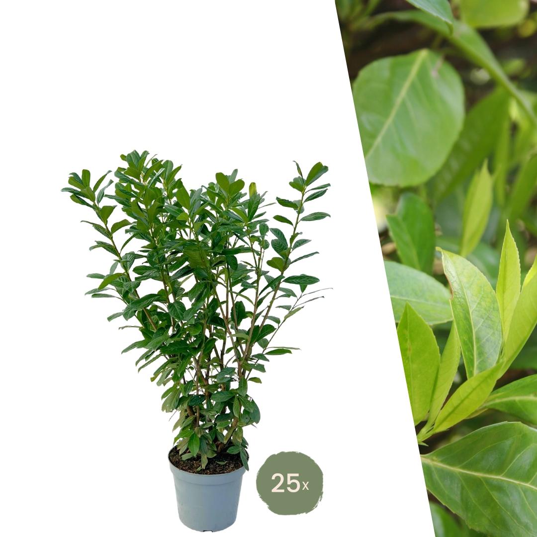 Large bay laurel for 10-metre-long hedge - 130cm | Green Bubble