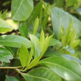 Product afbeelding 4