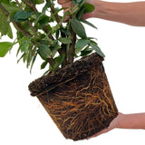 Product afbeelding 5