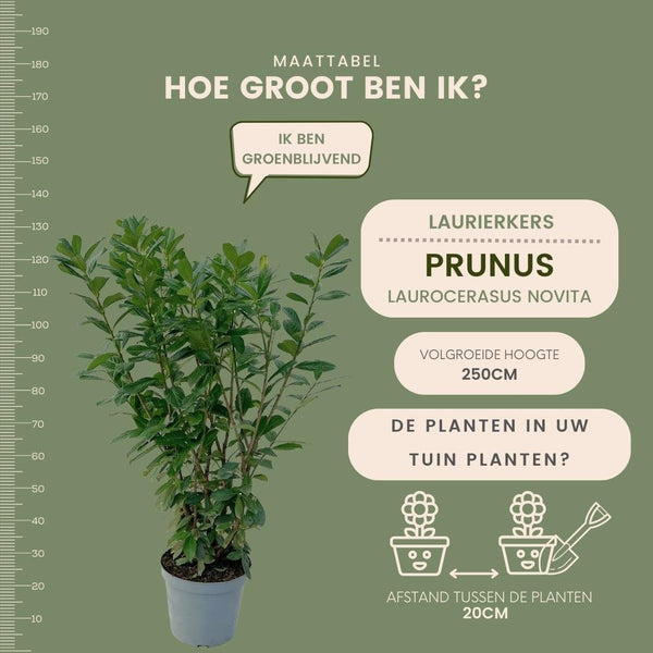 Grote Laurierkers voor 10 meter strekkende haag - 130cm