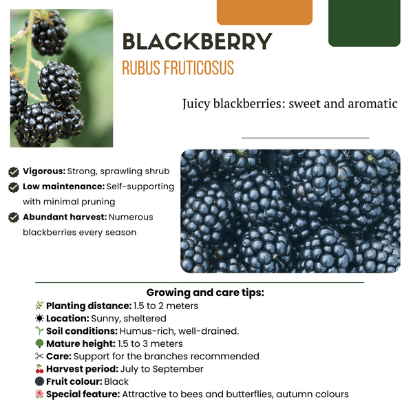 Combi deal - Vruchtenoase (5x bio fruitplanten mix) - 25cm