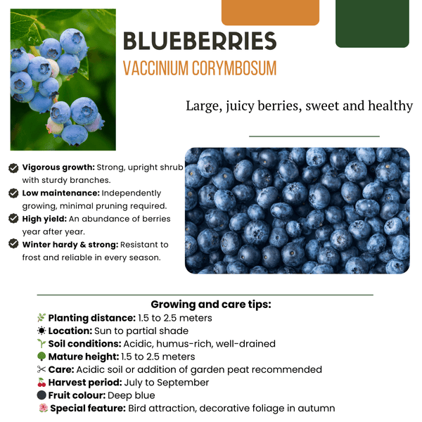 Combi deal - Vruchtenoase (5x bio fruitplanten mix) - 25cm