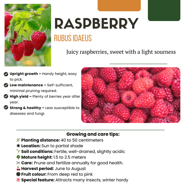 Combi deal - Vruchtenoase (5x bio fruitplanten mix) - 25cm