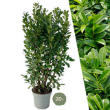 Product afbeelding 1