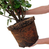 Product afbeelding 4