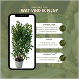 Product afbeelding 5