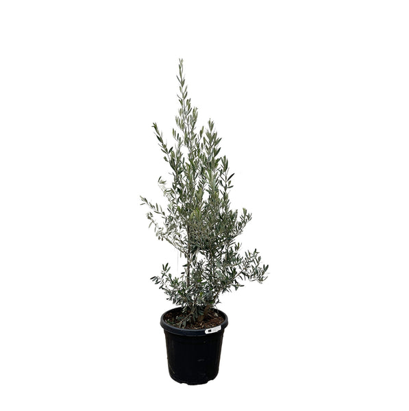 Olea Europaea Olive bush - 200cm