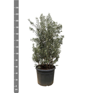 Olea Europaea olive bush - 225cm