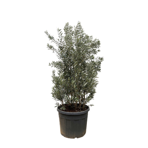 Olea Europaea olive bush - 225cm