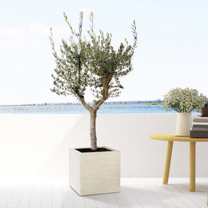 Olive tree Olea Europaea Cultivo  - 200 cm / stem circumference 20-25cm