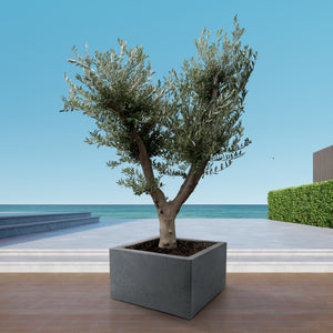 Olive tree Olea Europaea Cultivo - 250 cm / stem circumference 40-50cm