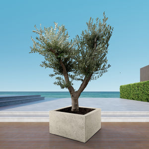 Olive tree Olea Europaea Cultivo - 250 cm / stem circumference 40-50cm