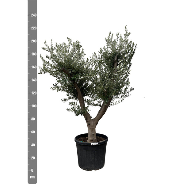 Olive tree Olea Europaea Cultivo - 250 cm / stem circumference 40-50cm