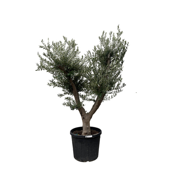 Olive tree Olea Europaea Cultivo - 250 cm / stem circumference 40-50cm